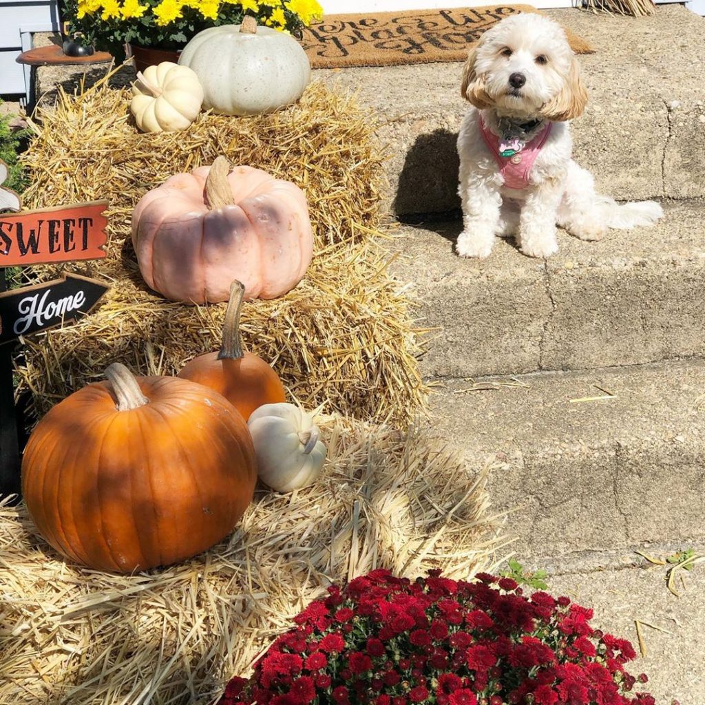 80+ Creative Fall Decoration Ideas With Pumpkins You Will Totally Love (46)