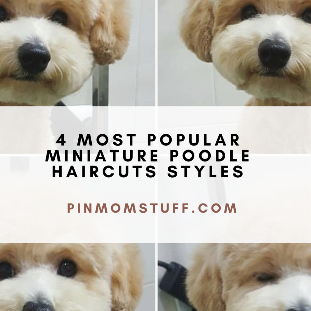 4 Most Popular Miniature Poodle Haircuts Styles